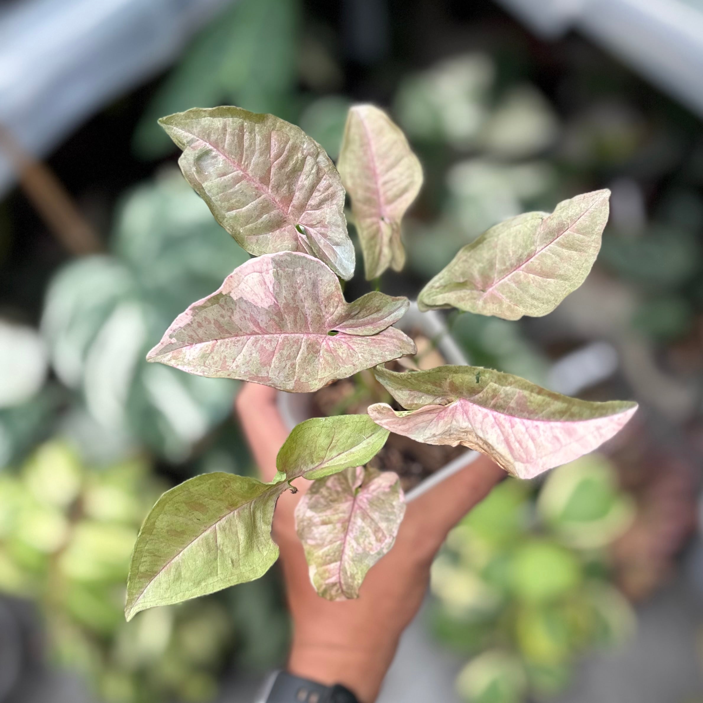 Syngonium pink spot double variegated - PSDV
