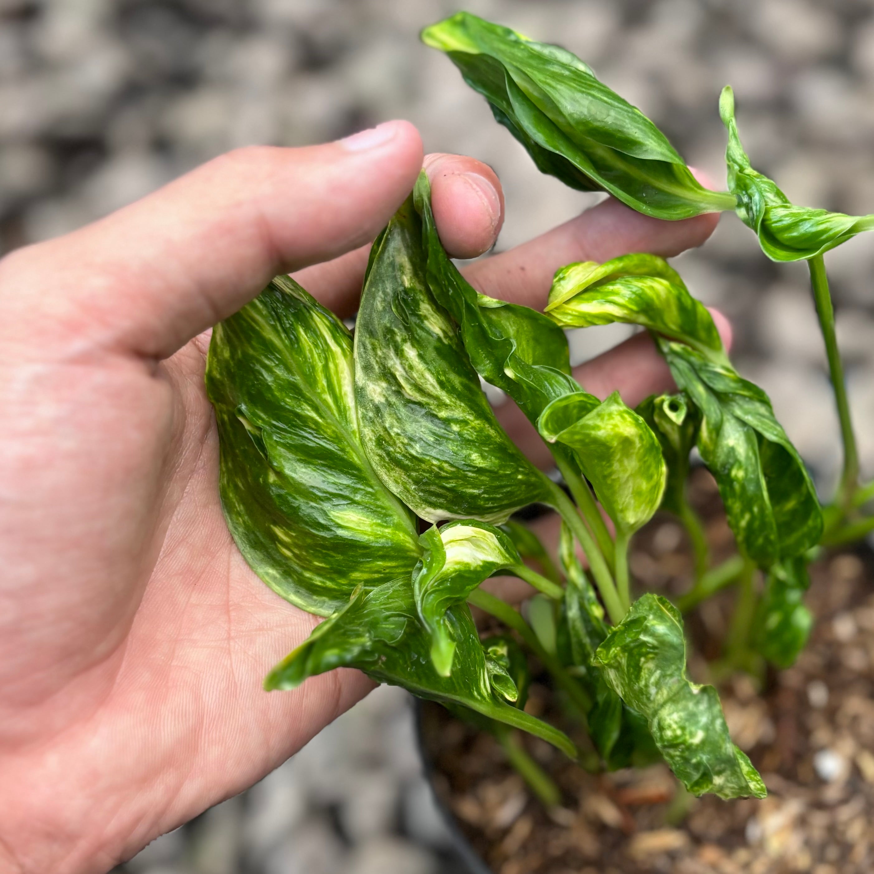 Epipremnum shangri la variegated