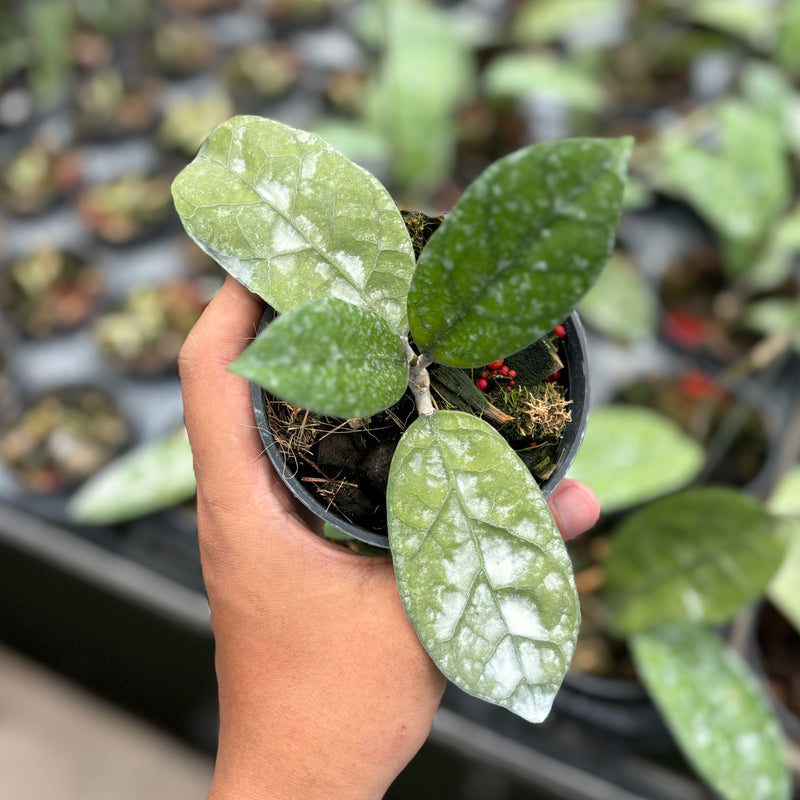 Hoya Sp west kalimantan