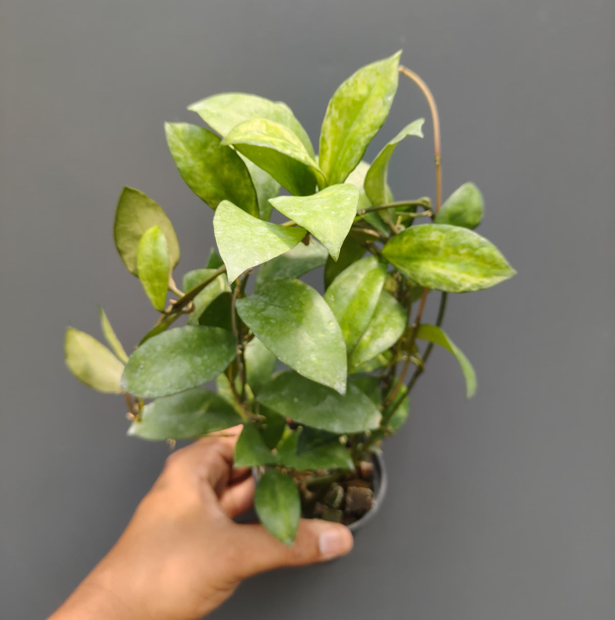 Hoya lacunosa arunika