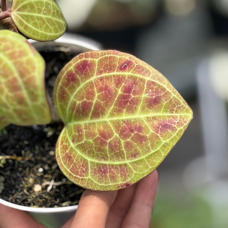 Hoya Latifolia sp Sarawak