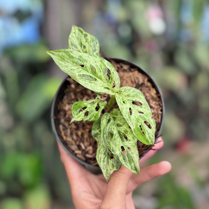 Monstera adansonii mottled variegated