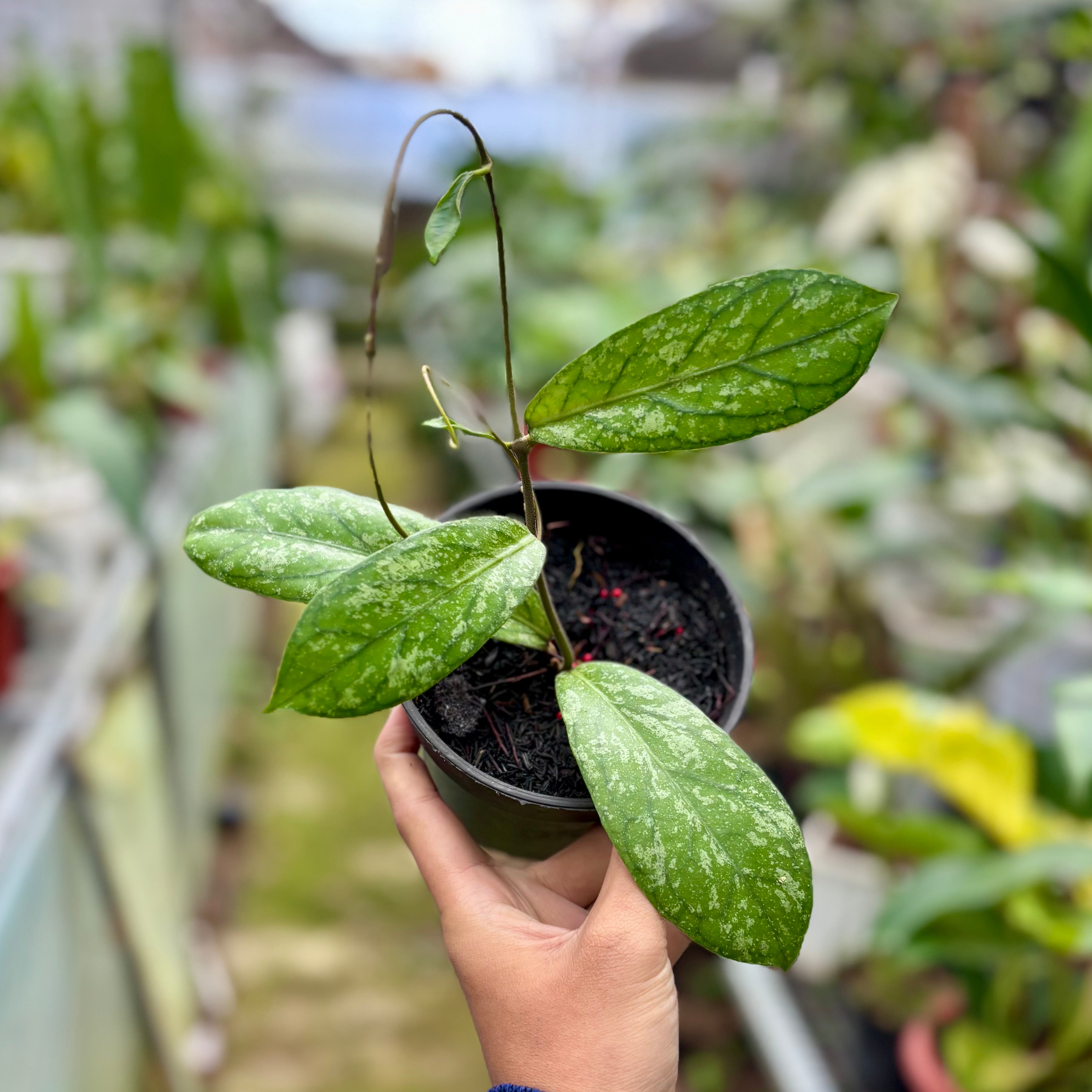 Hoya Sp Tanggamus splash