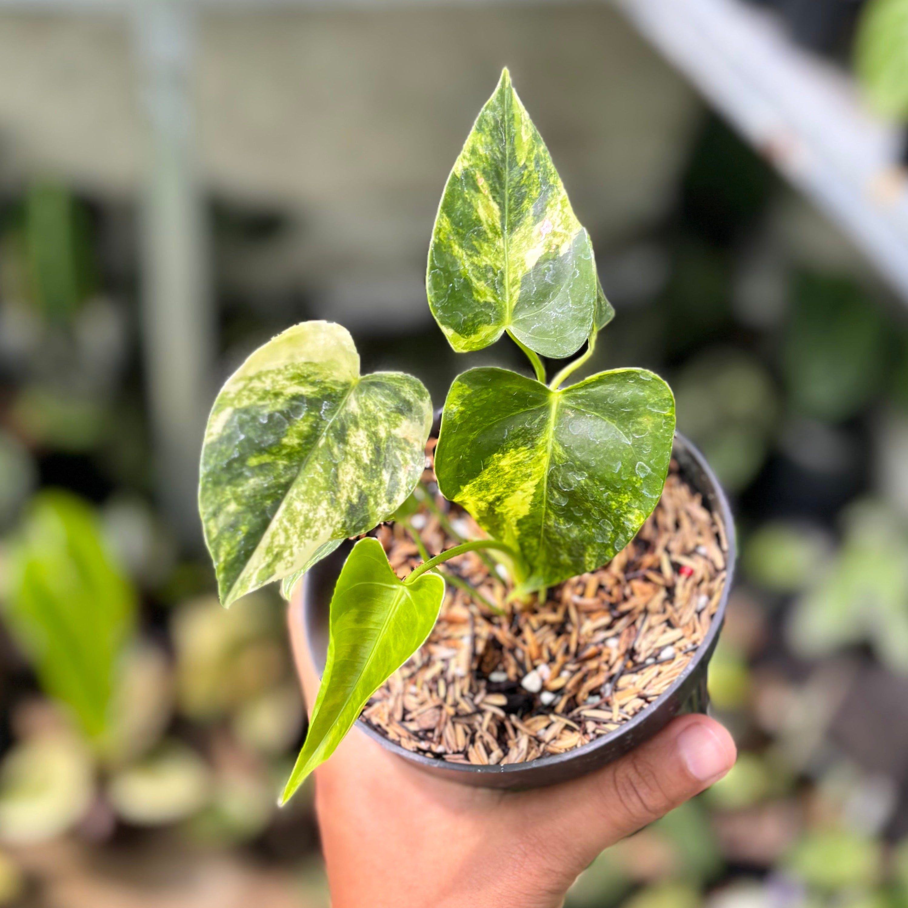 Anthurium Veitchii Variegated