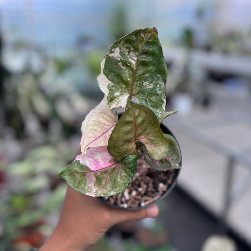 Syngonium strawberry ice galaxy