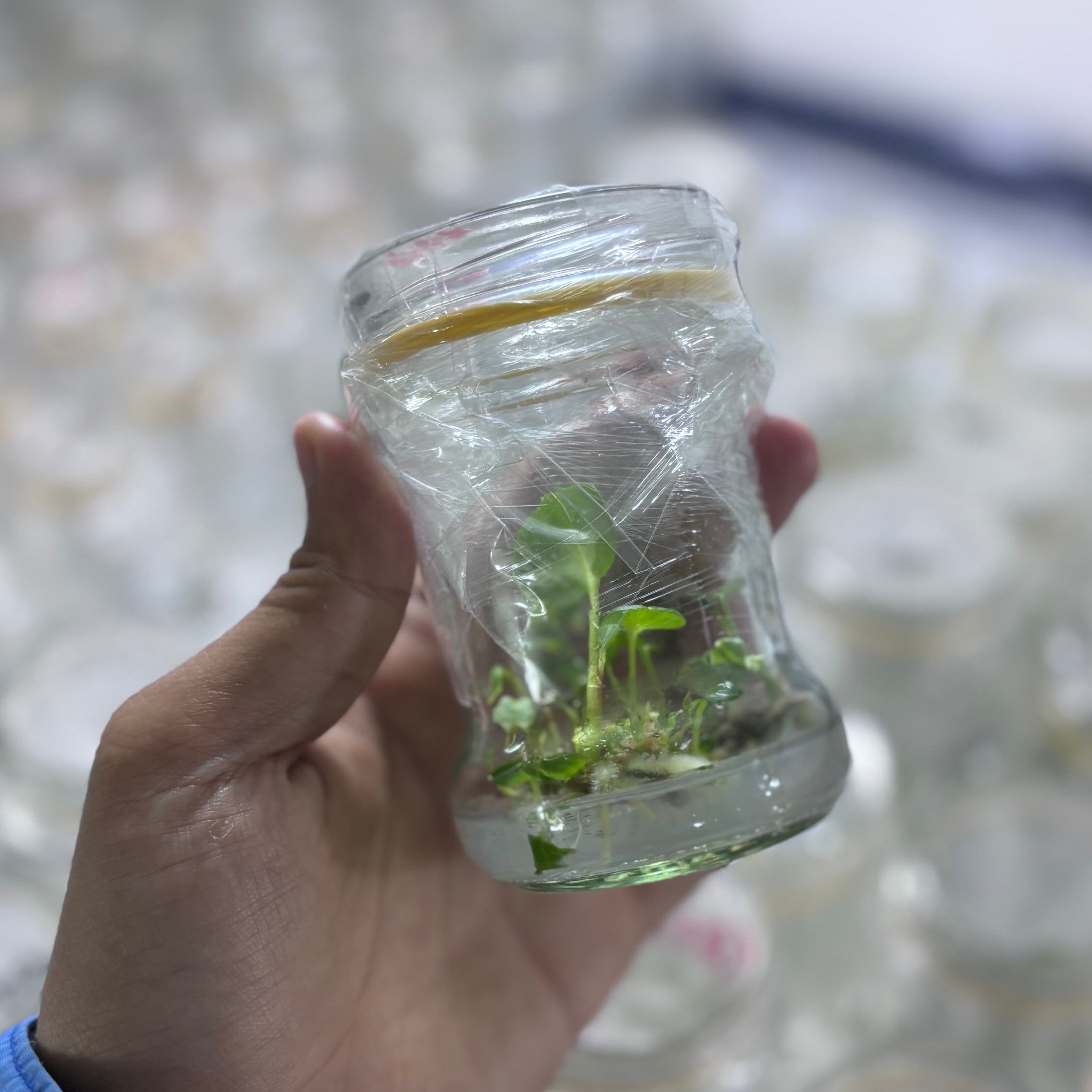Anthurium night queen - Tissue culture