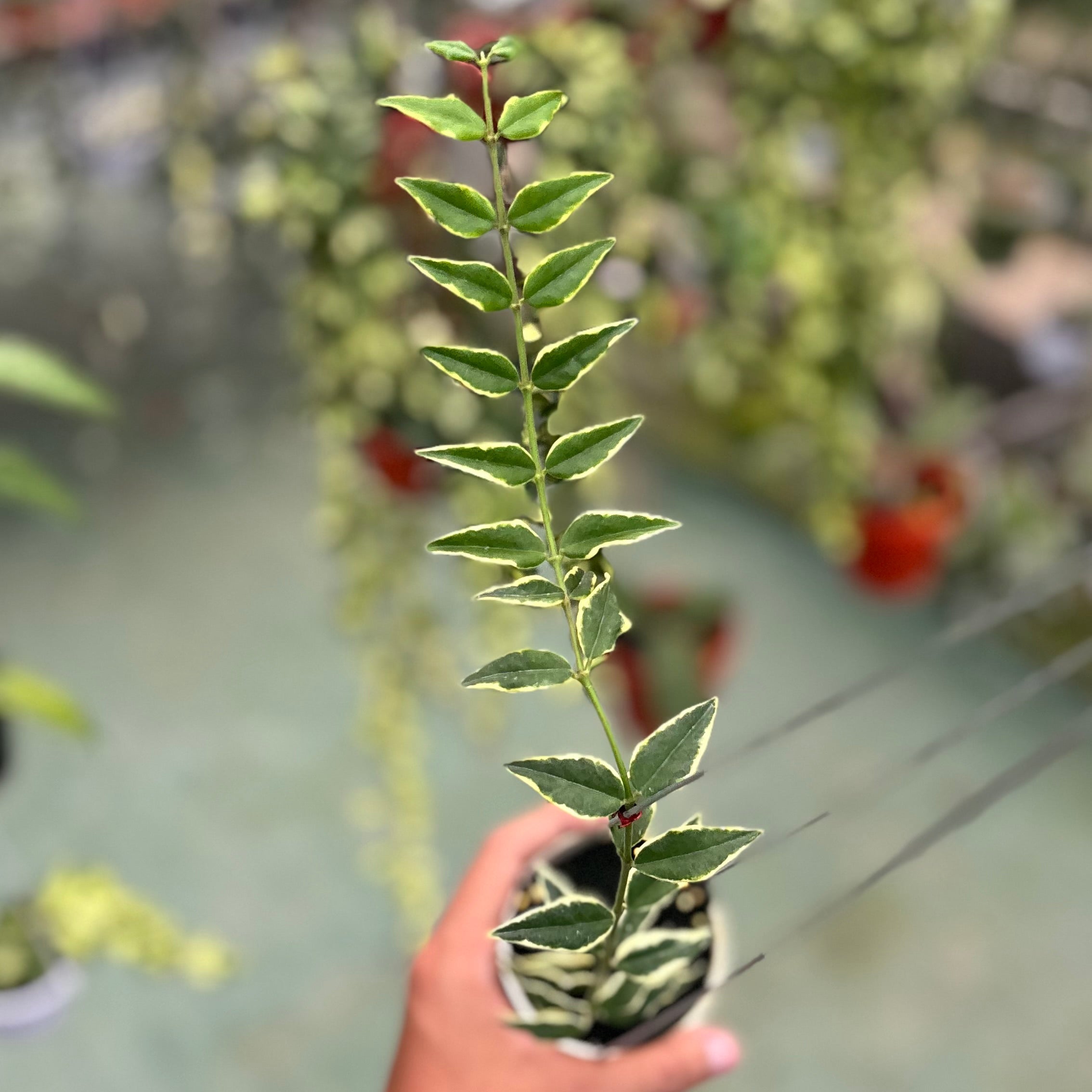 Hoya bella albomarginata