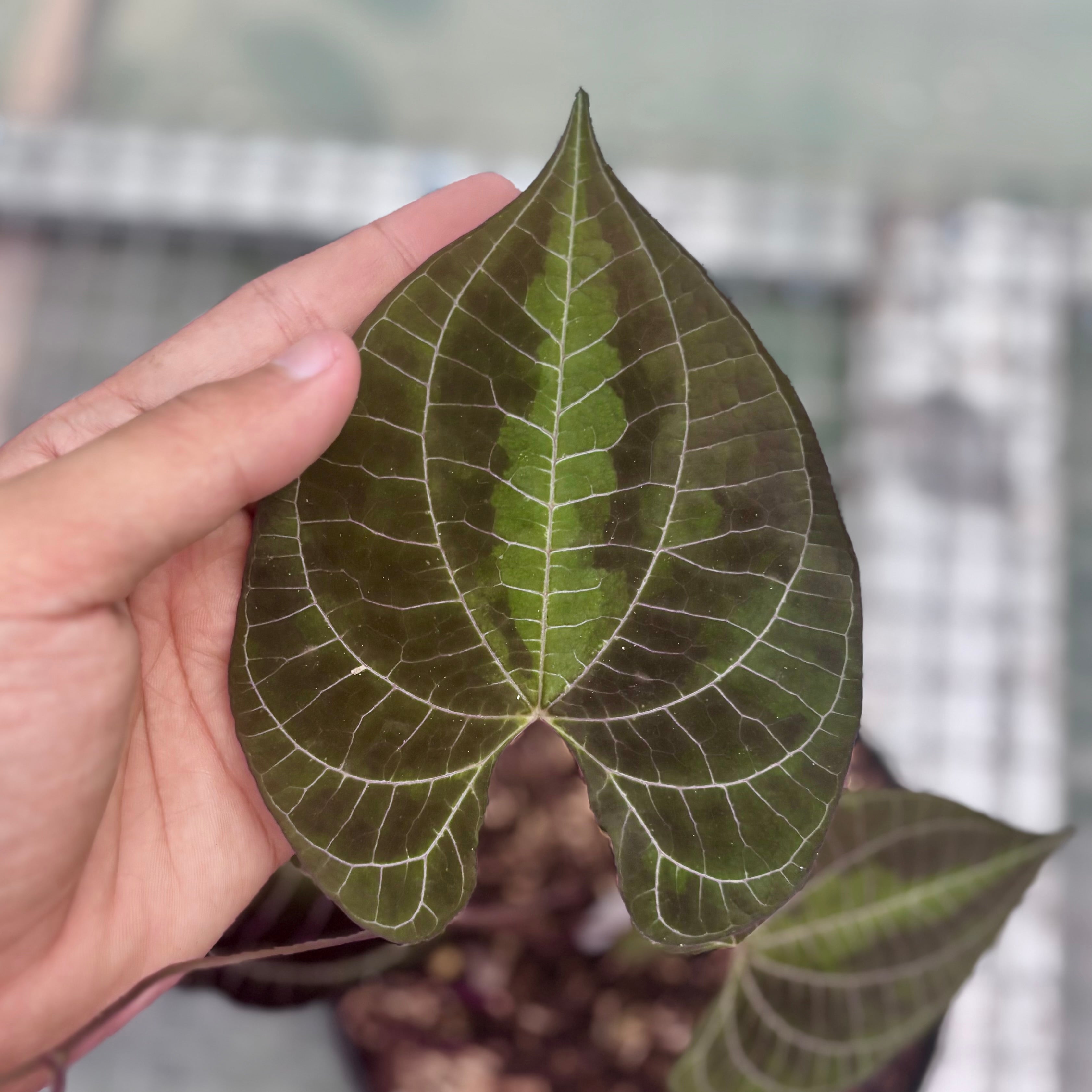 Dioscorea discolor