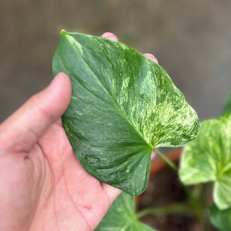 Homalomena rubescens marble variegated Sp Borneo