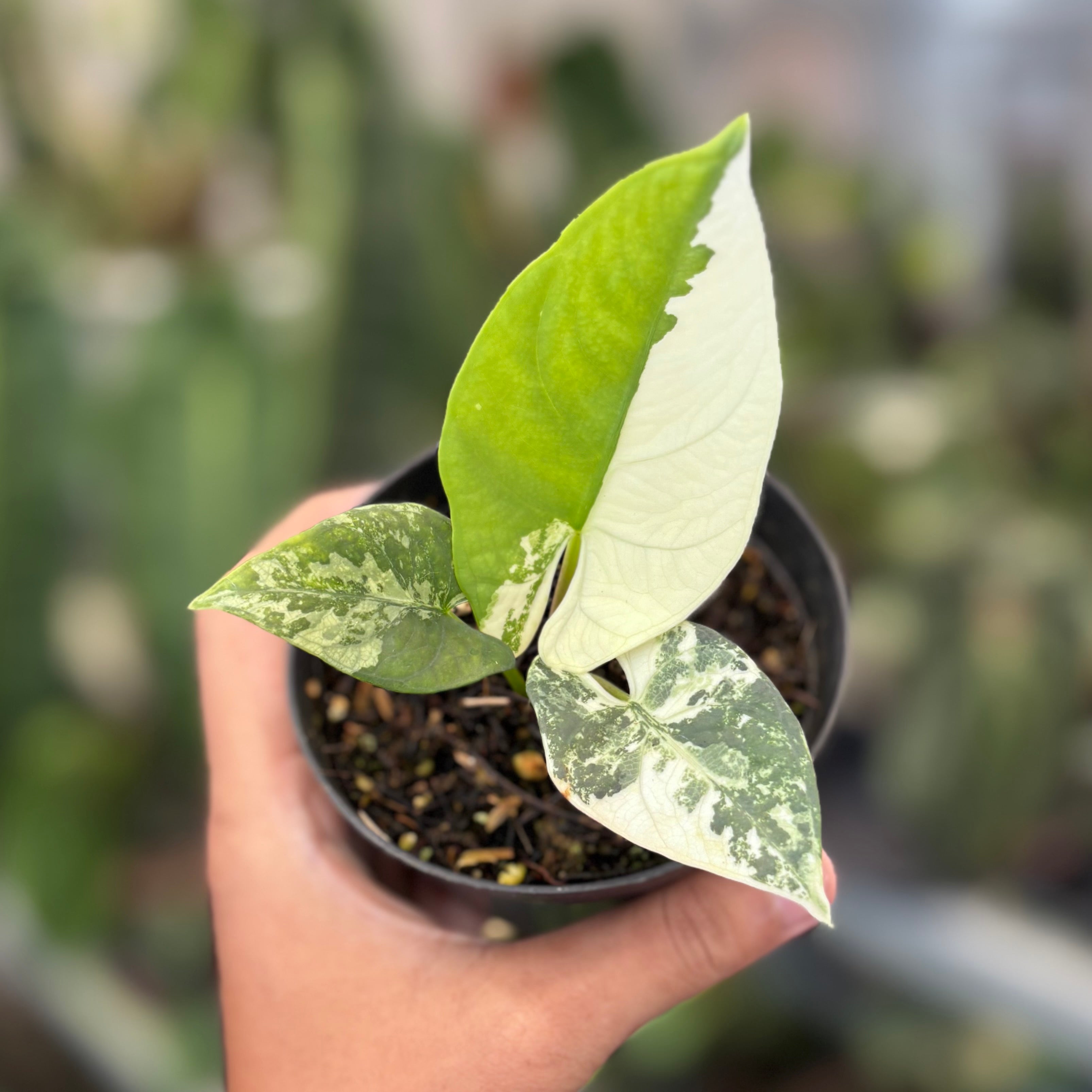 Alocasia scabriuscula variegated