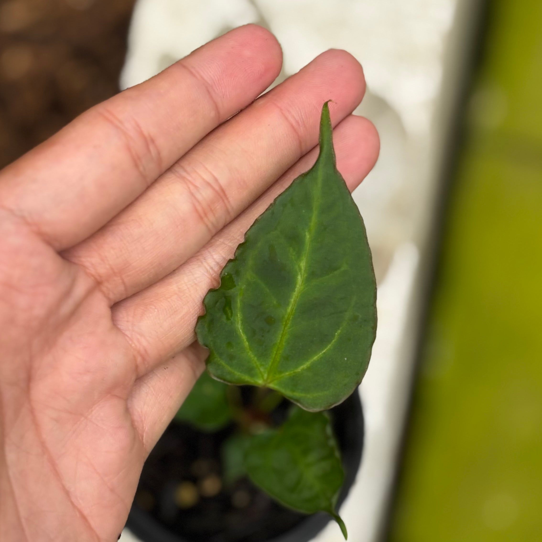 Anthurium (Xone x Porti) x Muchlis