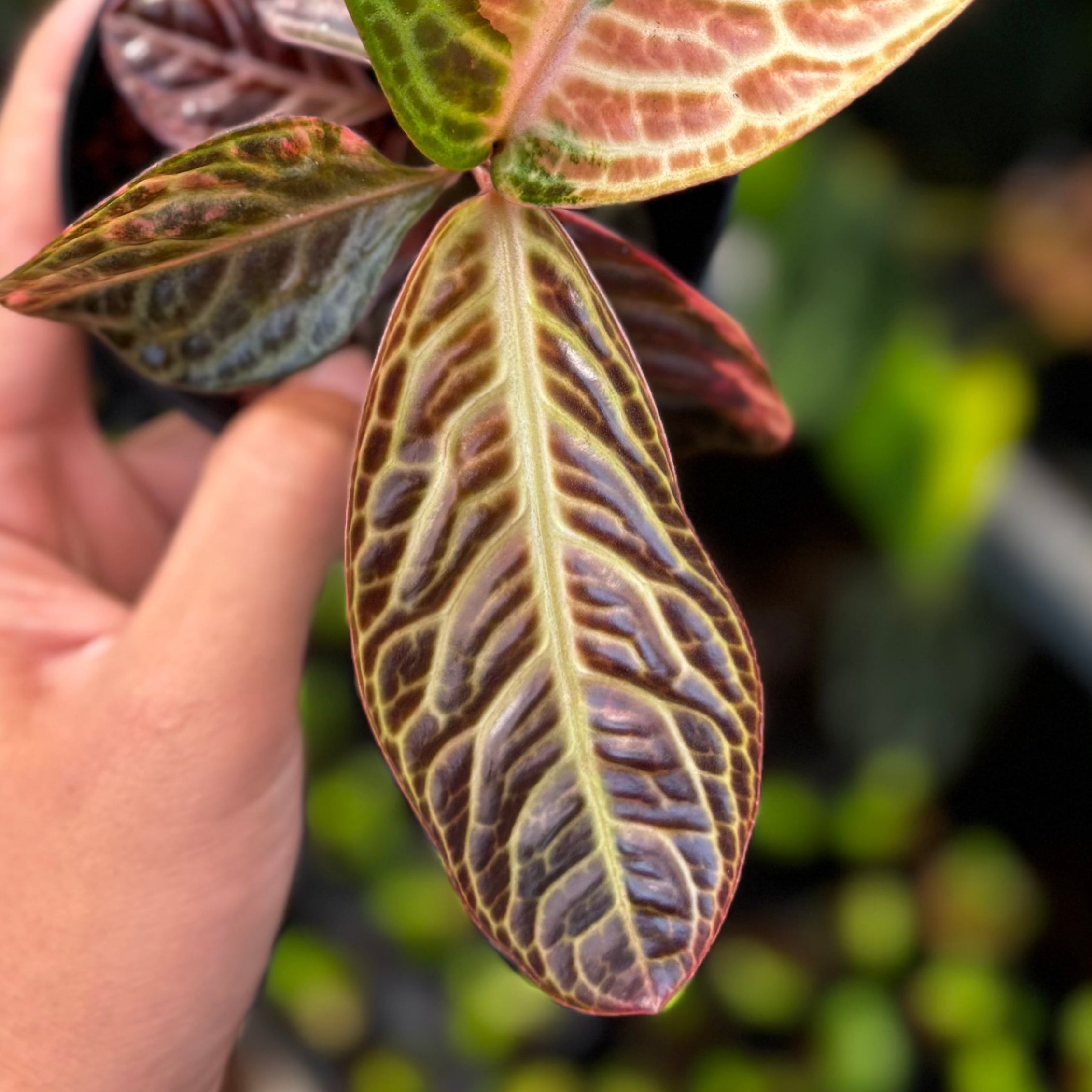Labisia Turtle Back Variegated