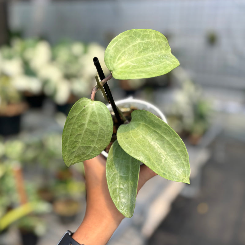 Hoya latifolia silver