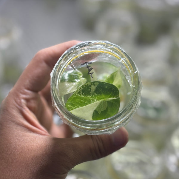 Alocasia dragon scale variegated - Tissue culture