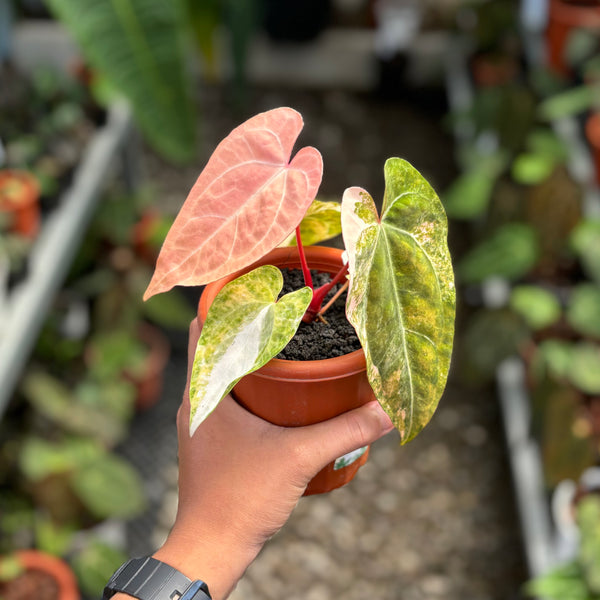 Anthurium papilillaminum pink variegated