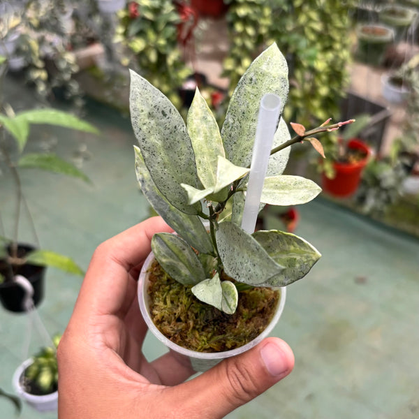 Hoya lacunosa winter pandora