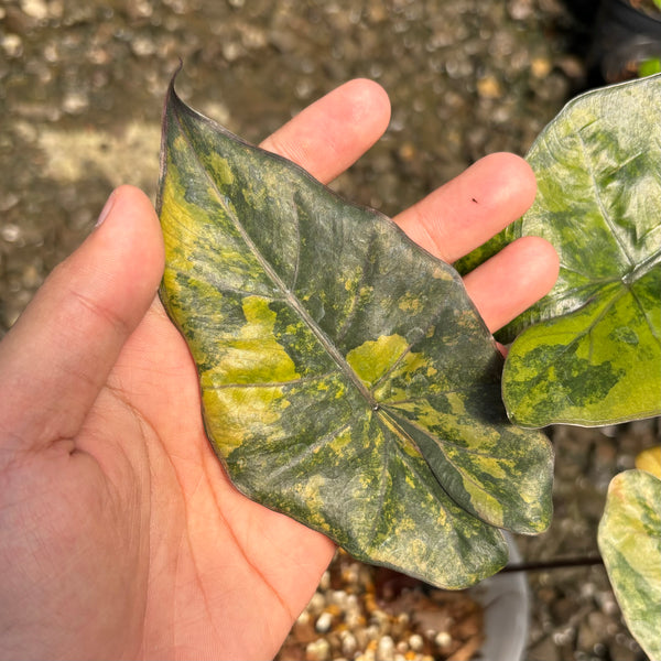 Alocasia yucatan golden aurea veriegated