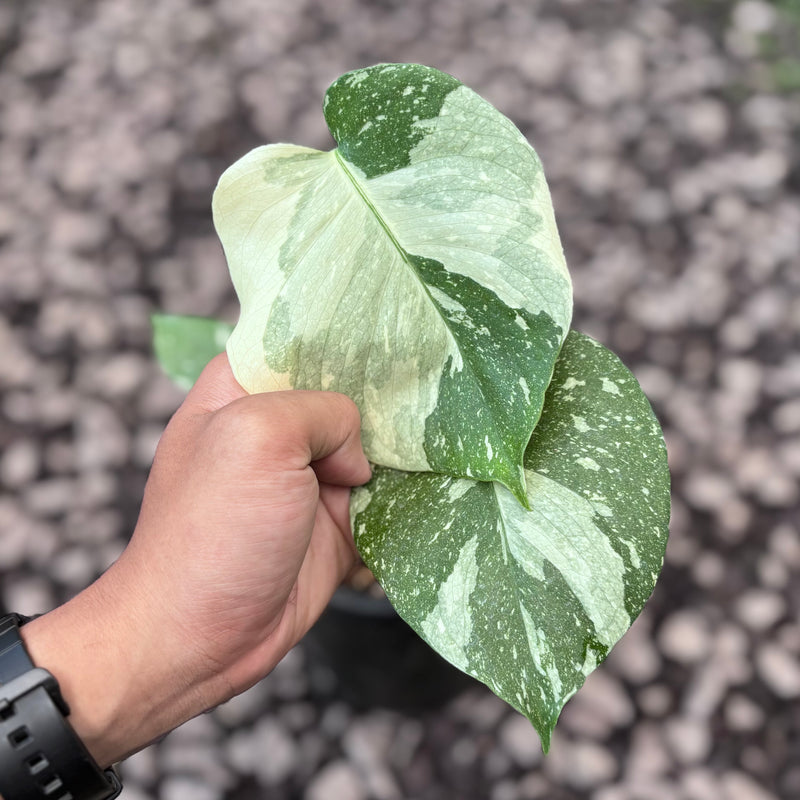 Monstera white snow variegated