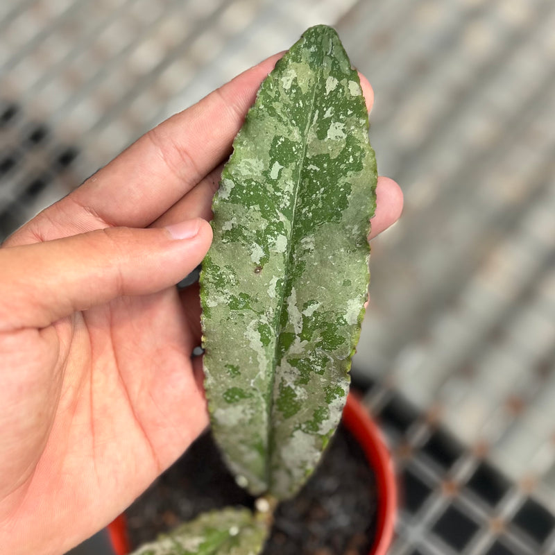 Hoya undulata silver