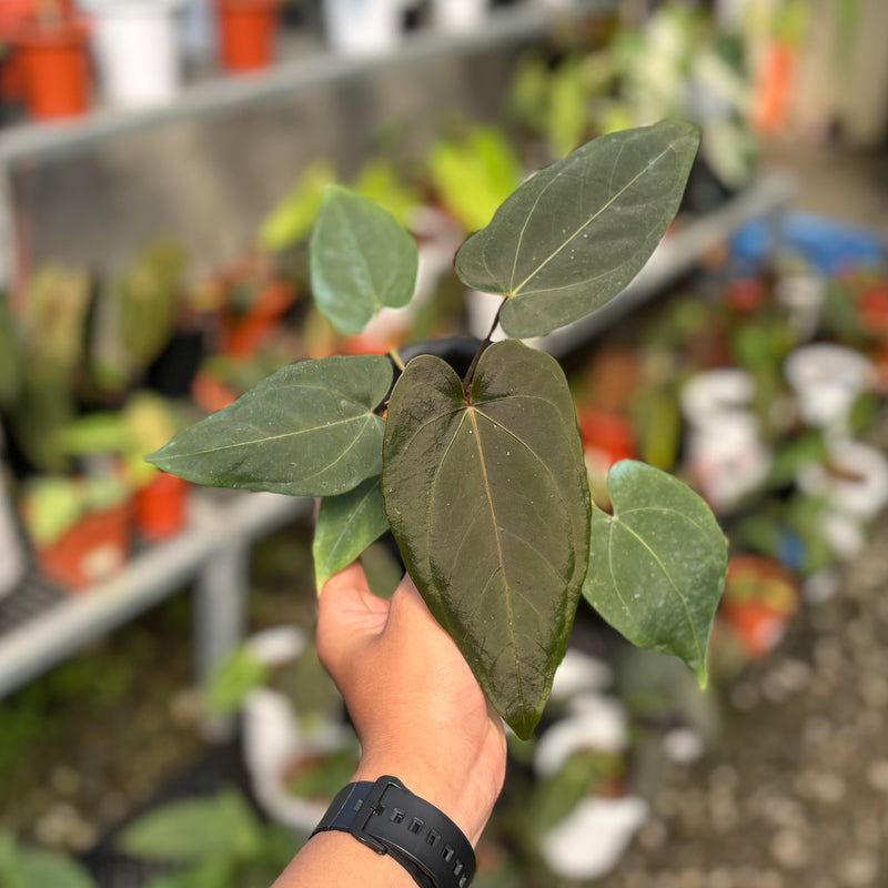 Anthurium regale x papillilaminum blue x one