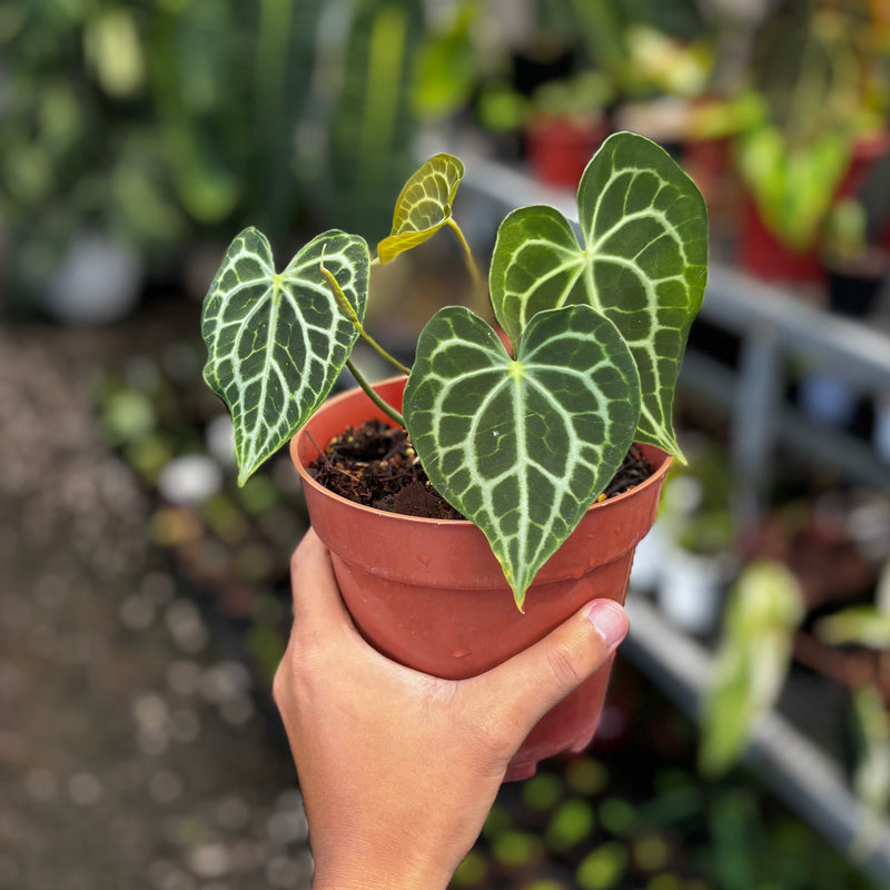 Anthurium king clarinervium x queen clarinervium