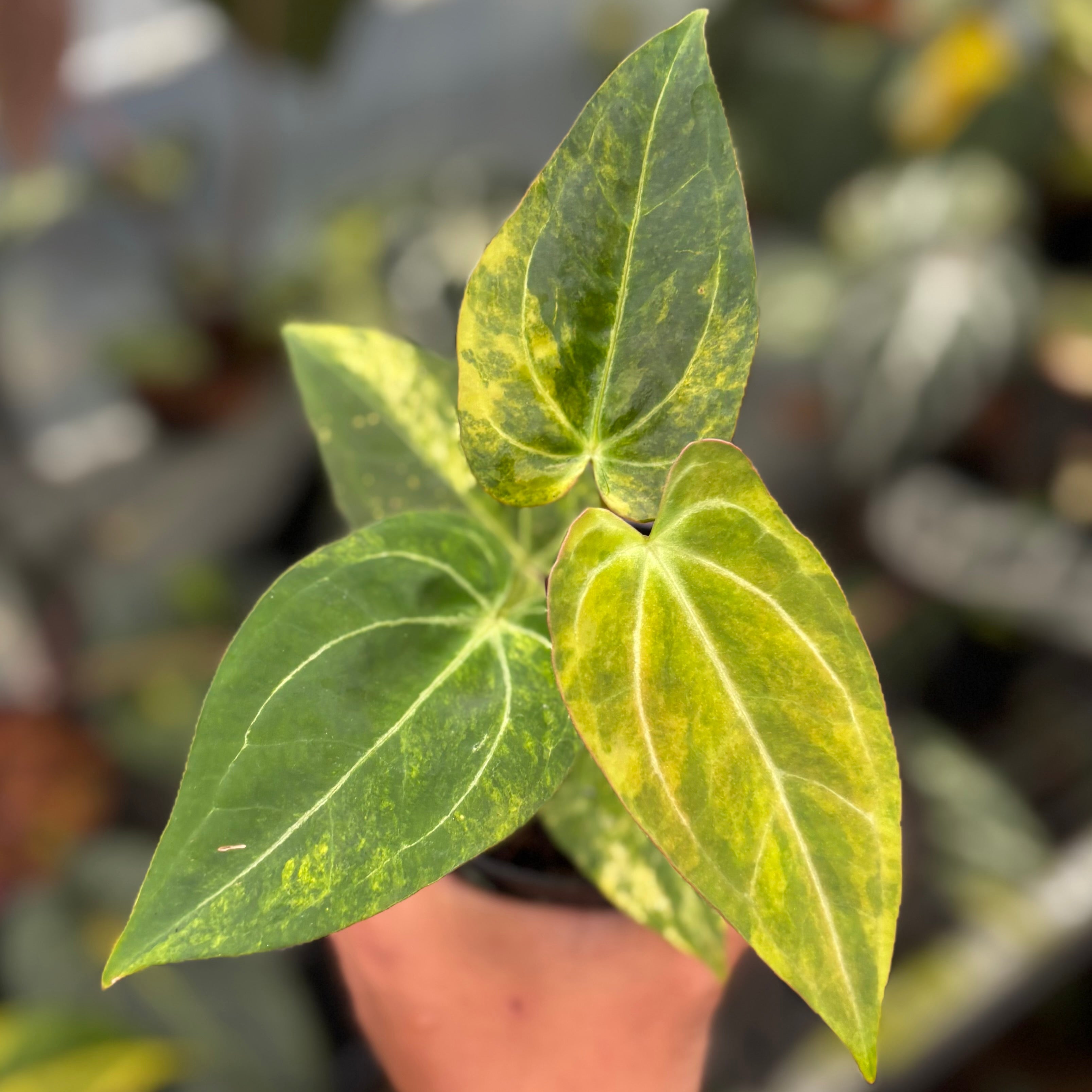 Anthurium Forgetii Var x BVIT ZM