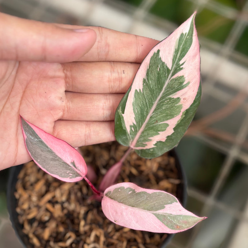 Philodendron pink rose