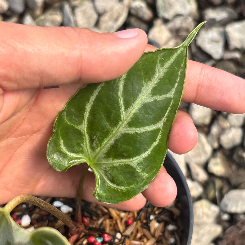 Anthurium silver blush x muchlis