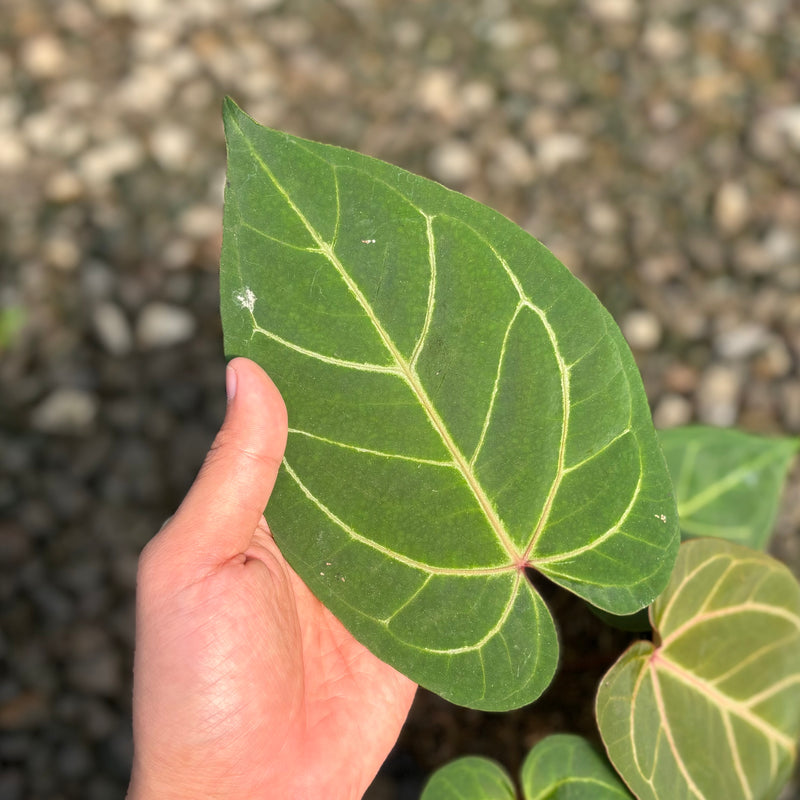 Anthurium papillilaminum red sonya