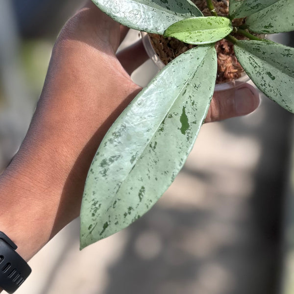 Hoya pubicalyx silver ghost