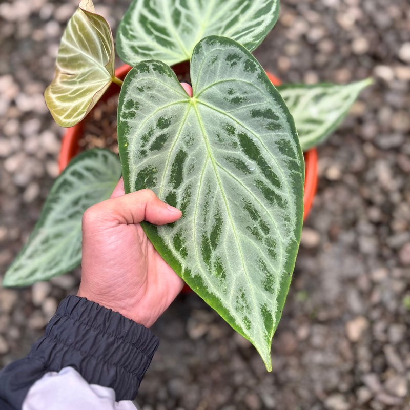 Anthurium silver butterfly - Mature size