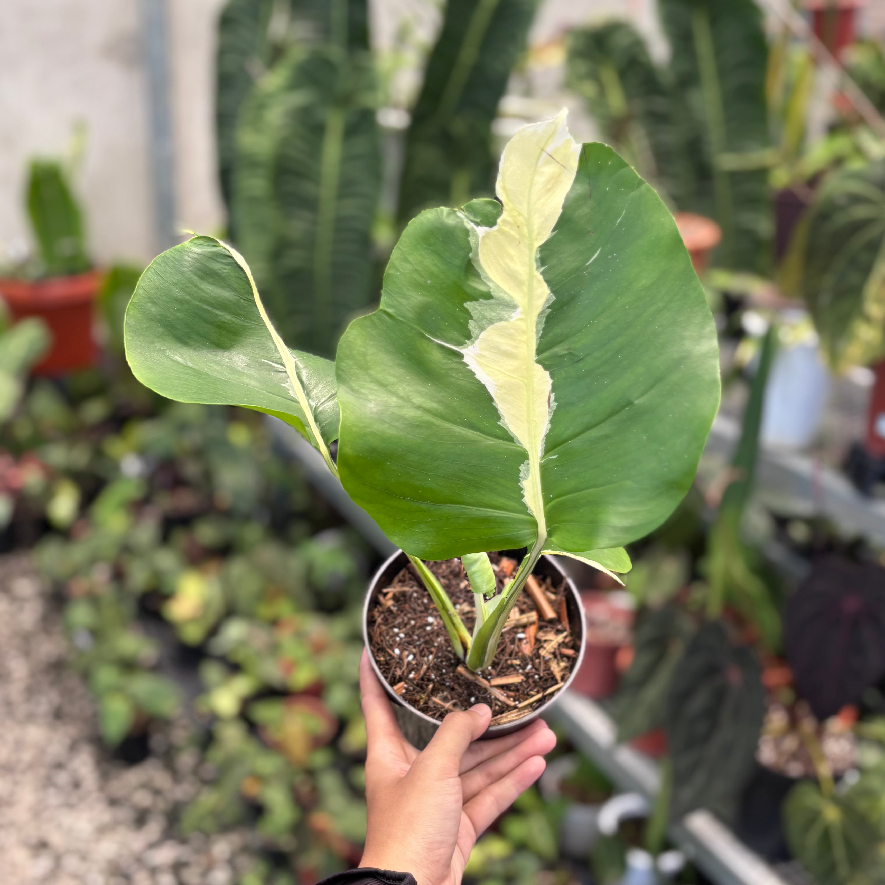 Monstera white lava