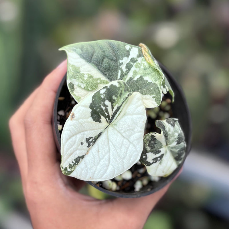 Aloacasia melo variegated
