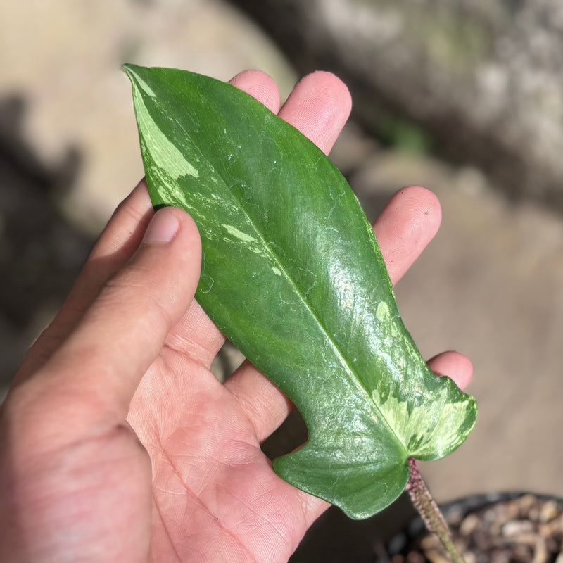 Philodendron florida beauty x squamiferum