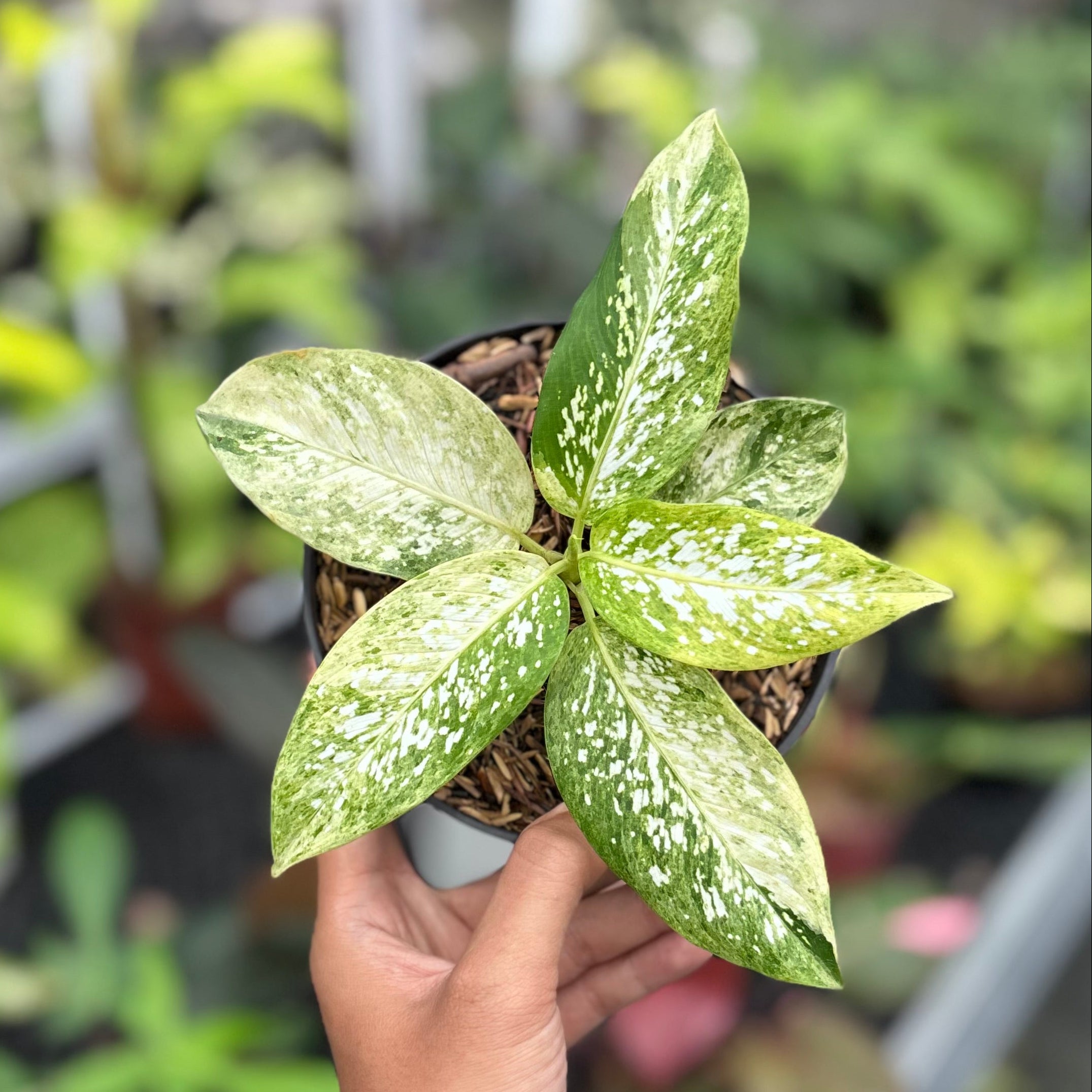 Dieffenbachia Aurea Variegated