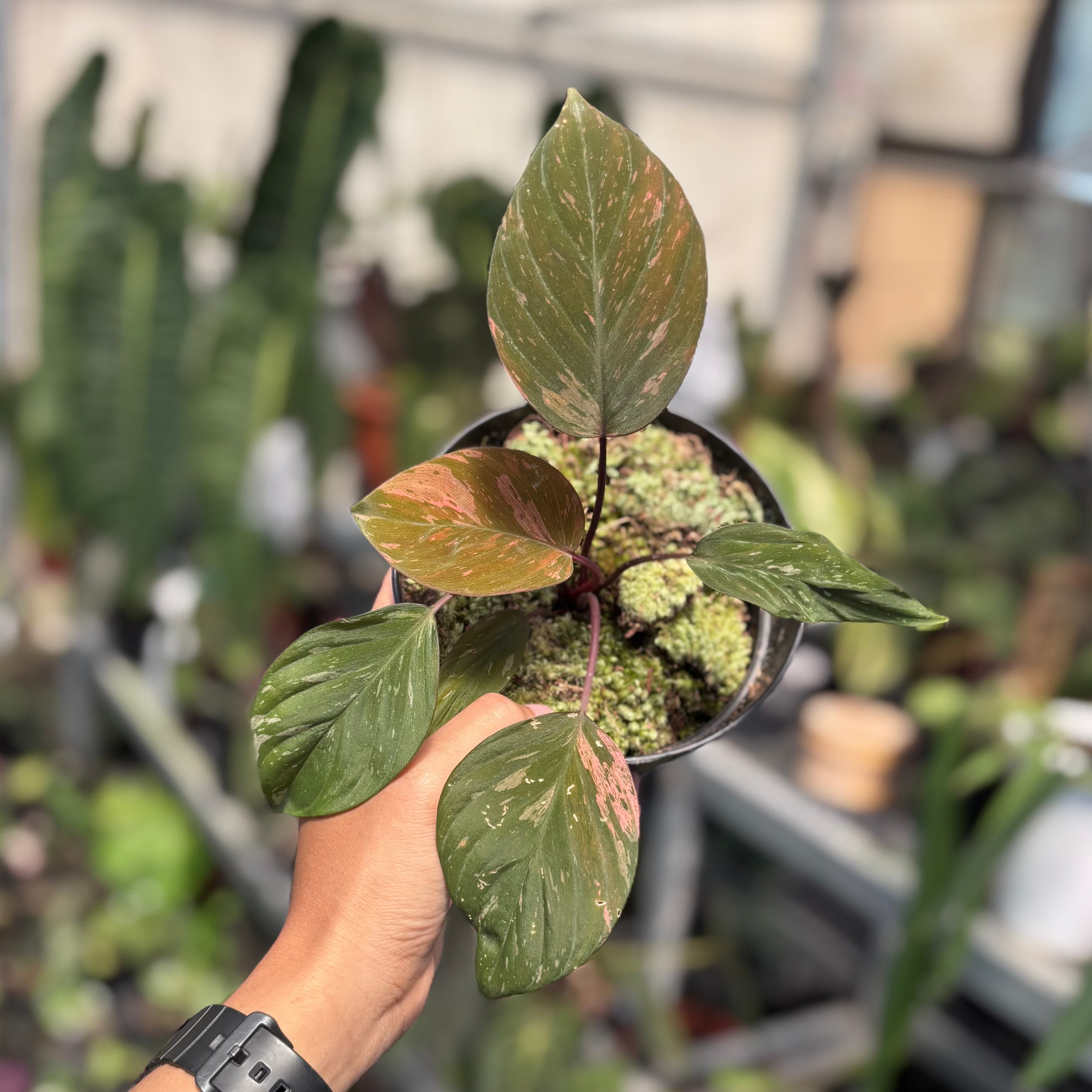 Homalomena