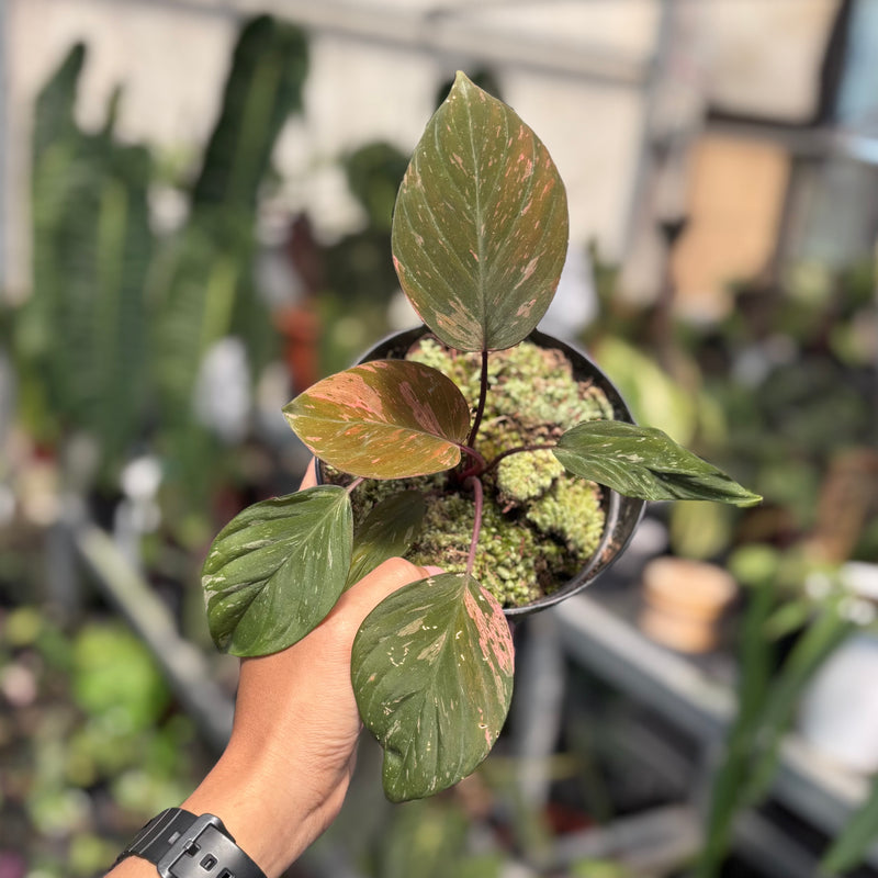 Homalomena humilis pink variegated