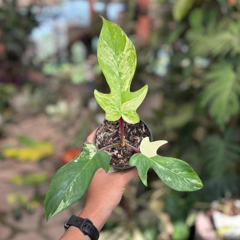 Philodendron florida beauty x squamiferum