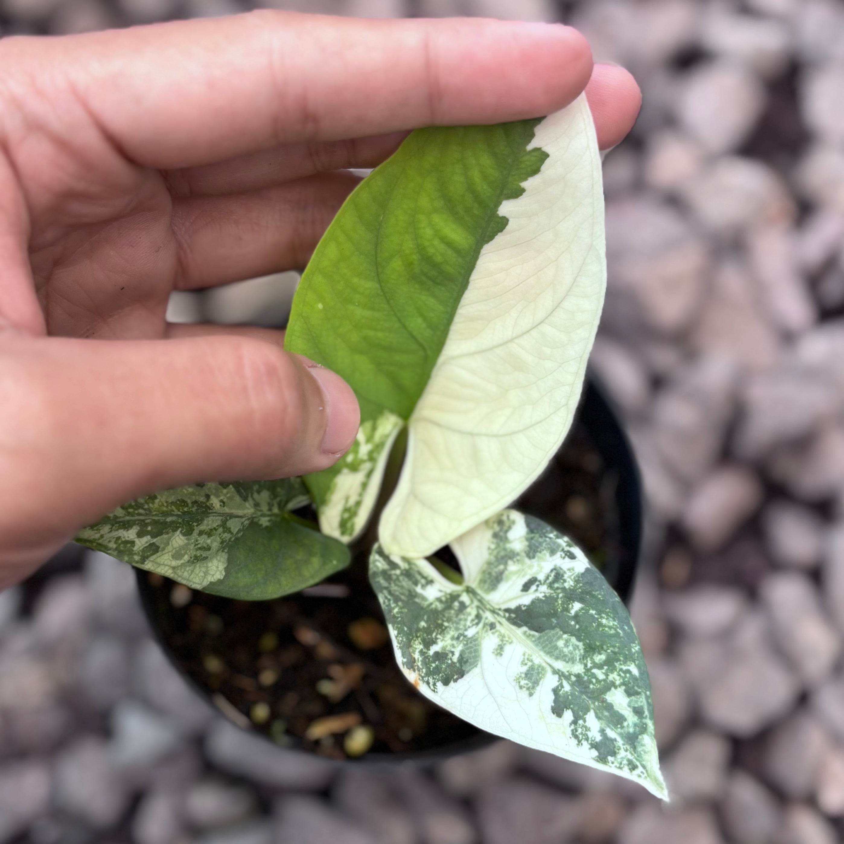 Alocasia scabriuscula variegated