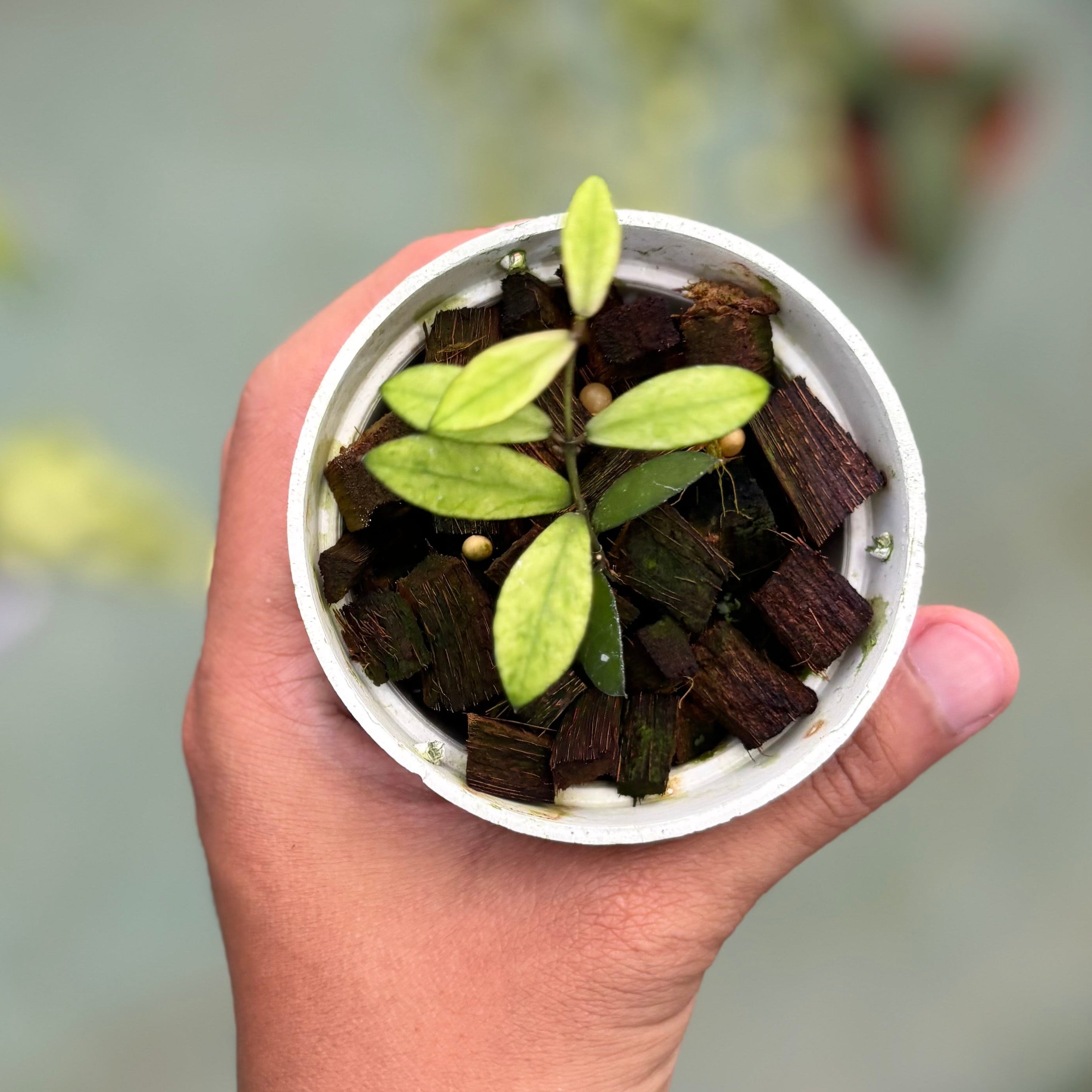 Hoya mini coin variegated