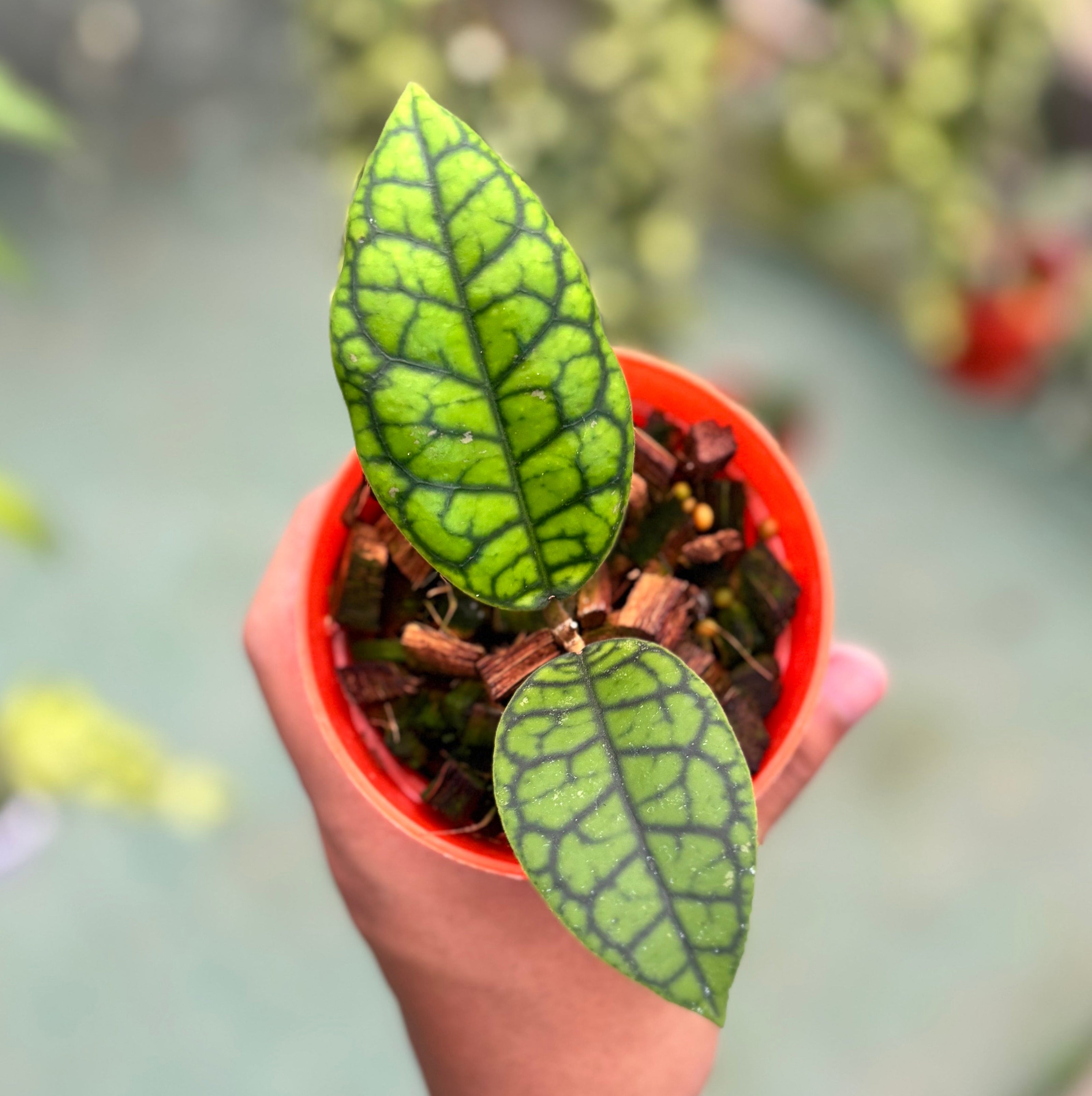 Hoya callistophylla black octopus