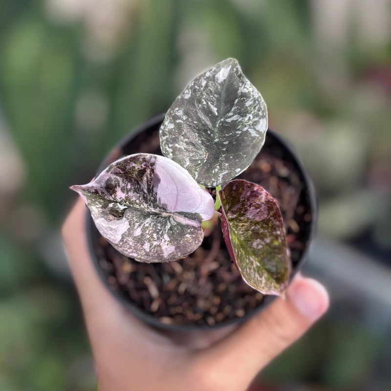 Alocasia cuprea variegated
