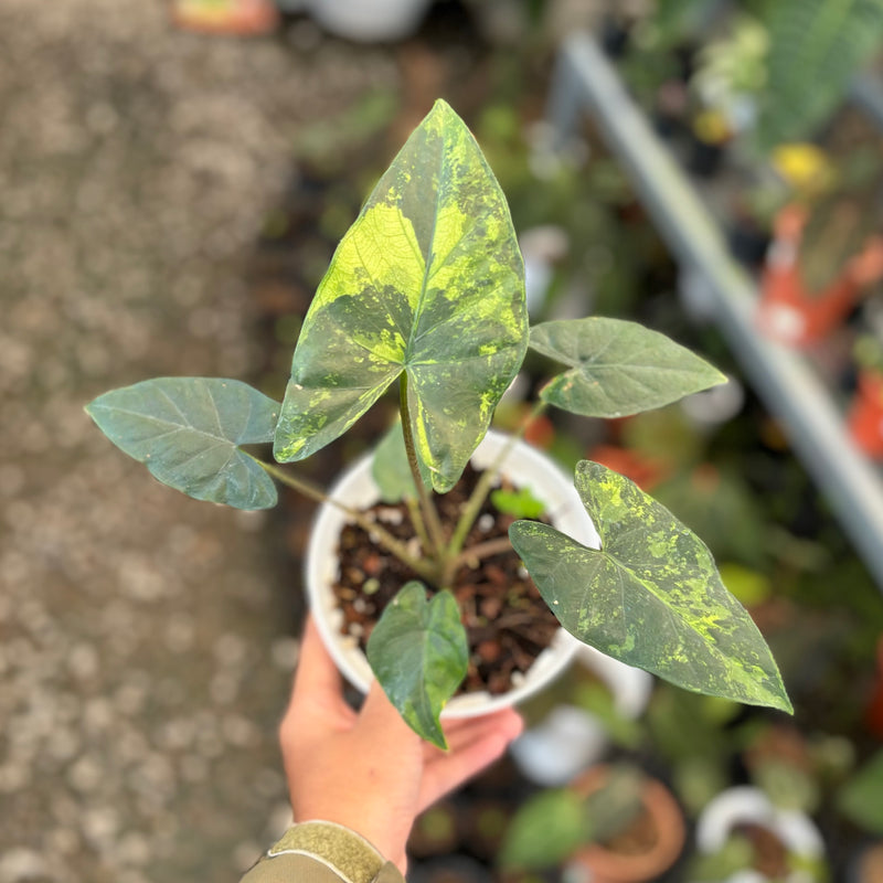 Alocasia flemingiana variegated