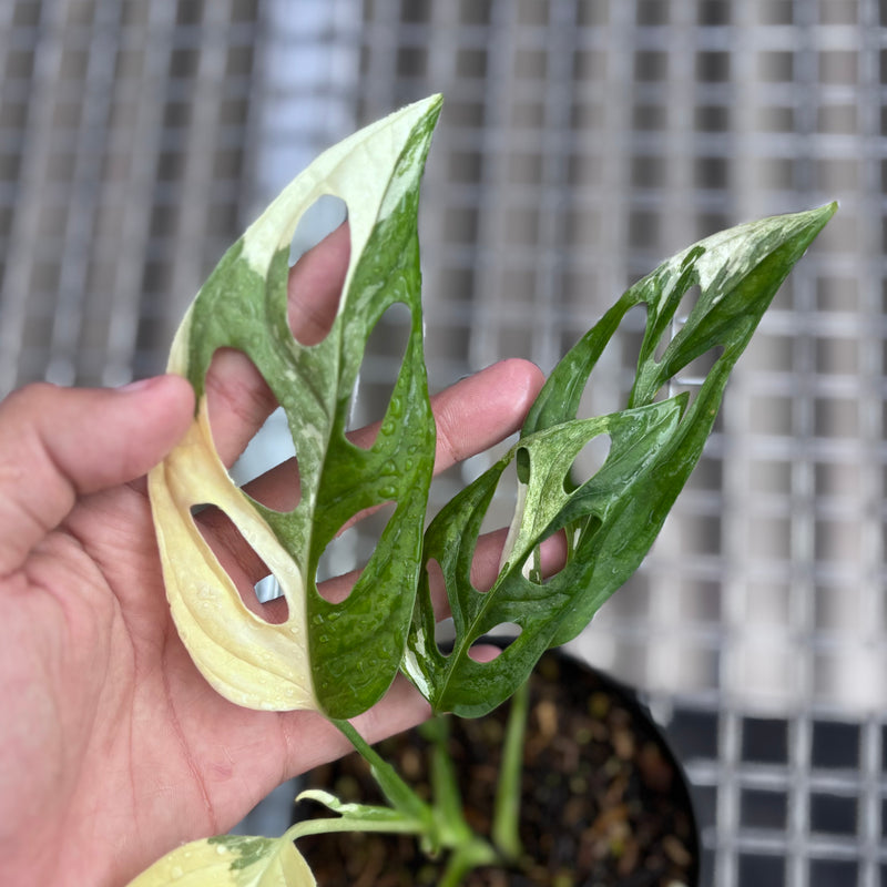 Monstera adansonii ‘giant’ albo variegated