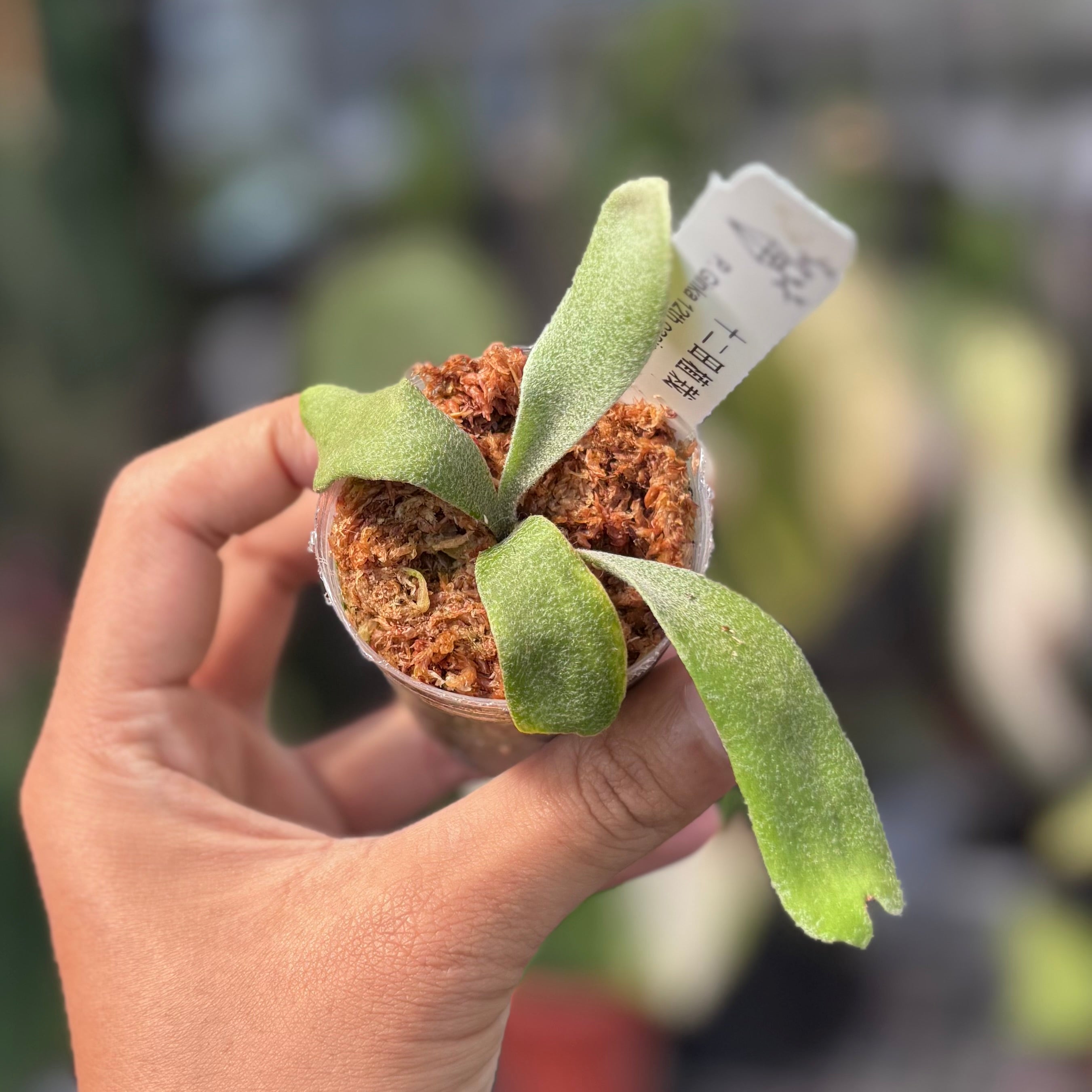 上等な Platycerium – Aroid Market ビカクシダ