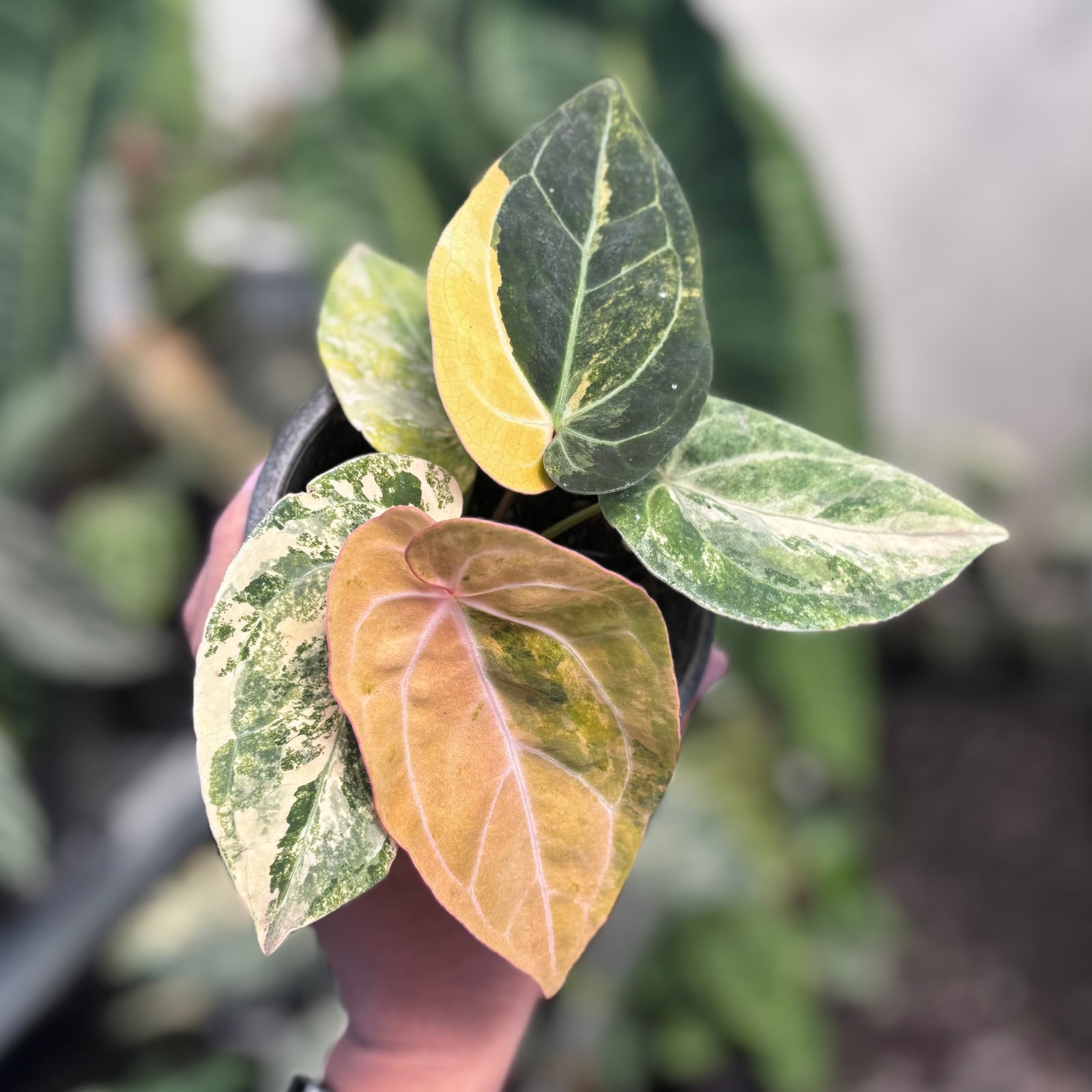 Anthurium papilillaminum variegated x papilillaminum red veins