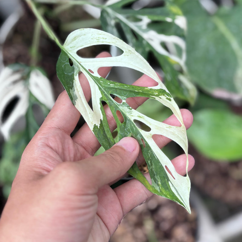 Monstera blanchetii variegated