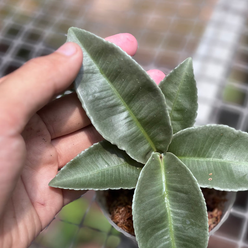 Labisia pumila silver chrome