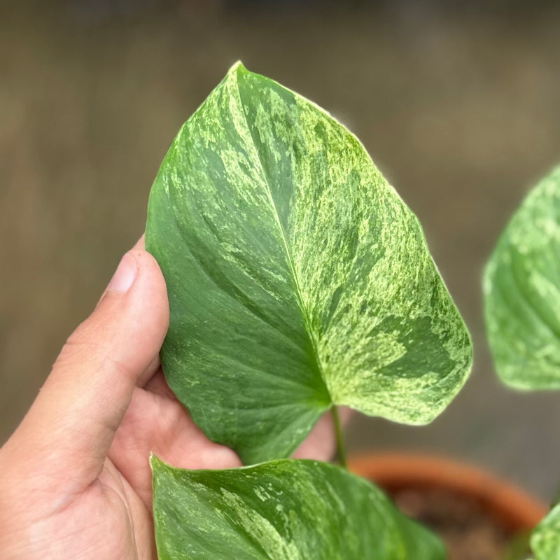 Homalomena rubescens marble variegated Sp Borneo