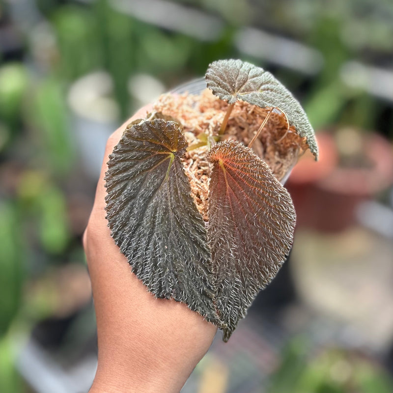 Begonia lambii red velvet